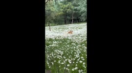 Healing Corgi, Pure Joy