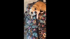 Chihuahua’s tearful reunion after mum’s 10-day cruise goes viral