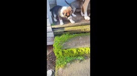 Scared puppy follows mother down stairs in Chile