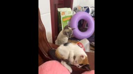 Heartwarming Care of Two Kitten