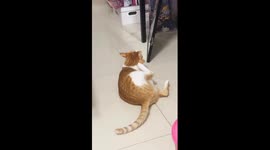 Rock & Roll Presented by a Cat