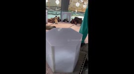 Penguin Family Fed by Zoo Staff at Interactive Aquazoo NIFREL in Osaka, Japan