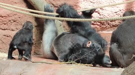 Adorable moments with gorillas - one and a half year old Mobi tries to join the silverback Kisumu and the adolescent Ajabu in the game