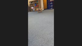 Cute Dog with ball