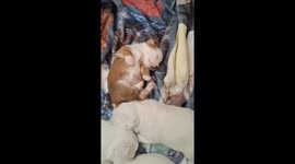Gorgeous Jackapoo 8 week old Puppy girl, sleeping and running in her dreams