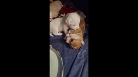 8 week old jackapoos playing and sleeping whilst mum has a rest! playful furbabies