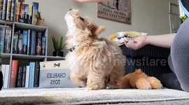 14 week old fluffy jackapoo having some basic training at home with his mum