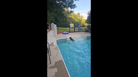 Lab Loves Labor Day Diving