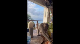 Monkey Ravages the Dinner Table