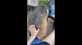 Dakota Is Good at Helping Me Pet Her