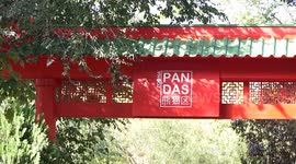 Spain: Madrid Zoo celebrates birthday of Chinese giant pandas