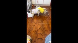 Small pug gets undressed by friends in Heilongjiang, China