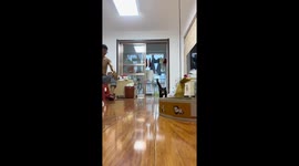 Funny cat startled and falls onto pet bed in Shandong, China