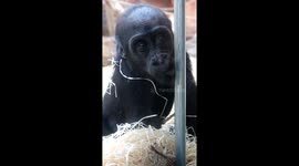 Adorable duo of one-and-a-half-year-old gorilla girls Mobi and Gaia make funny faces at visitors through the glass