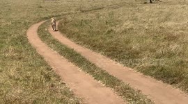 Rare Sighting of Lioness Changing the Cubs Den