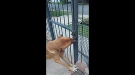 Dog Opens a Gate on His Own