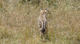 Daytime Serval Surprise: A Rare Maasai Mara Sighting!