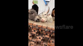 Cow desperately trying to reach food 'devastated' after donkey steals snack