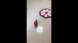 Adorable prairie dog responds to owner’s voice in Shanghai, China