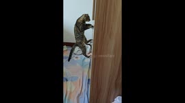 Amusing cat attempts to climb drawers in Chongqing, China