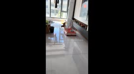 Puppy freed after getting foot stuck in cage in Liaoning, China