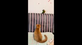 Cat and parakeet playfully chasing in Shandong, China