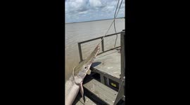 Friends release giant alligator gar in Texas, USA