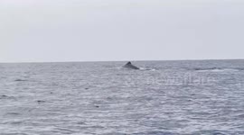 Pair of giant sperm whales seen off the coast of Newport Beach in California