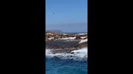 Cape fur seals play around island in South Africa