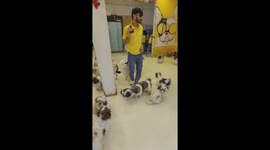 Doggy Paradise Found! A Day of Play with Adorable Pups