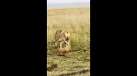 Mother lioness picks up lion cub to move them to safety