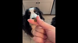 Two dogs snack catching attempt in Boston, USA