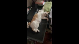 Peaceful cat sleeping soundly in Quezon City, Philippines