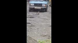 Hawk hunts woodpecker in unusual encounter in Uznezya, Altai Republic, Russia