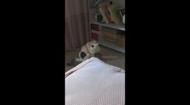 Funny cat rolls with bread-shaped collar in Jiangsu, China