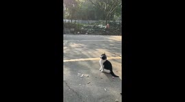 Adorable cat follows bouncing ball in Guangdong, China