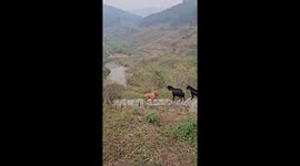 Dog confronted by black goat on stairs in Sichuan, China