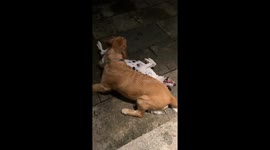 Two playful dogs tangled while walking in Zhejiang, China