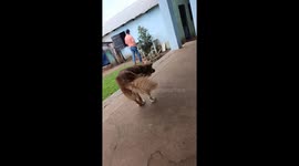 Dog balancing and walking on two front legs in General Artigas, Paraguay