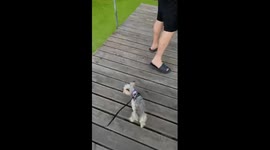 Dog jumps into algae-filled pond in Tomaszów Mazowiecki, Poland
