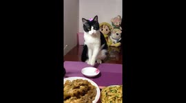 Polite cat enjoys meal at the table in Hebei, China