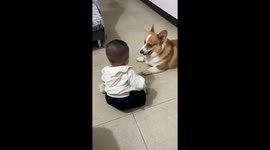 Adorable corgi shows tricks while playing with little boy in Yunnan, China