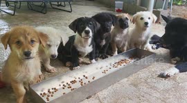 Puppies eat on command after countdown in Guangxi, China