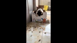 Naughty cat tears up box in Heilongjiang, China