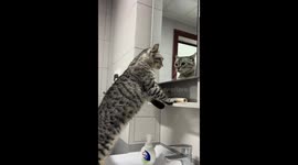Cat meows at its mirror reflection in Shandong, China