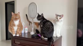 Cats knock over items on dresser in Beijing, China