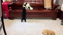 Puppy cries while failing to jump on wooden sofa in Zhejiang China