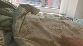 Cat woken up and hits head on window sill in Jilin, China