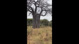 Majestic leopard climbs and rests atop Baobab tree in Tarangire National Park, Tanzania