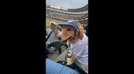 Golden Chomps Down Hot Dog At Baseball Game